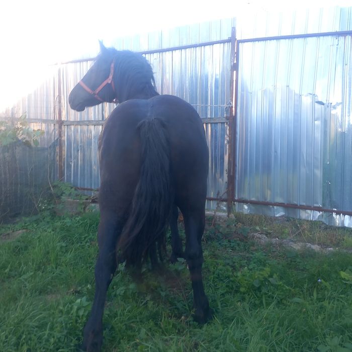 Vand sau schimb mânză neagră de 3 ani