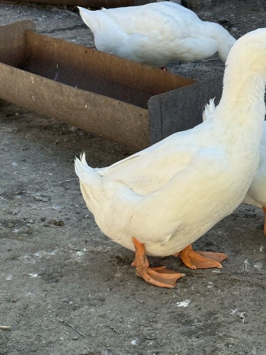 Vand rate macanitoare pekin