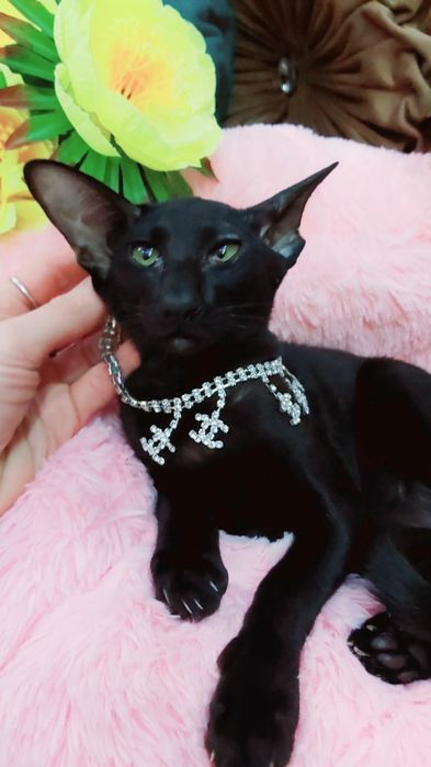 Чёрные  ОРИЕНТАЛЫ ! ! Эксклюзив