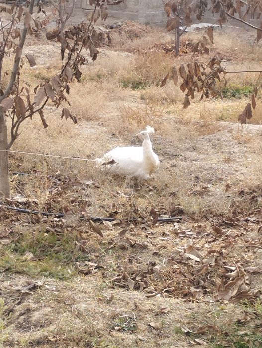 Павлин королевский