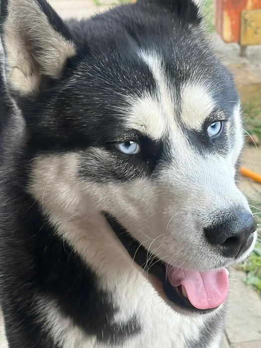 Husky Siberian mascul de 11 luni