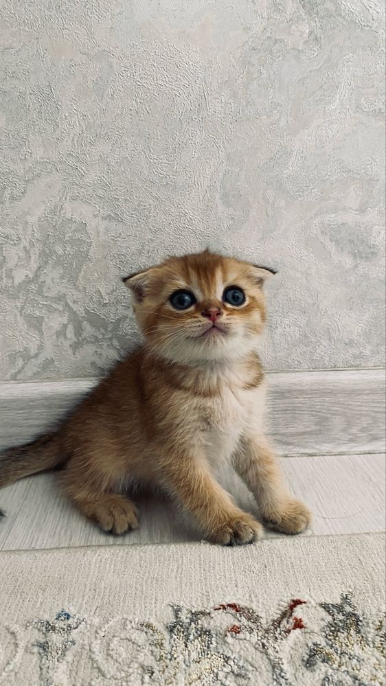 Котенок золотая шиншилла вислоухий мальчик срочно по низкой цене