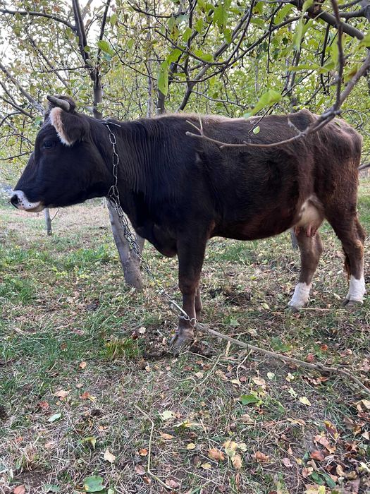 Продам корову дойную
