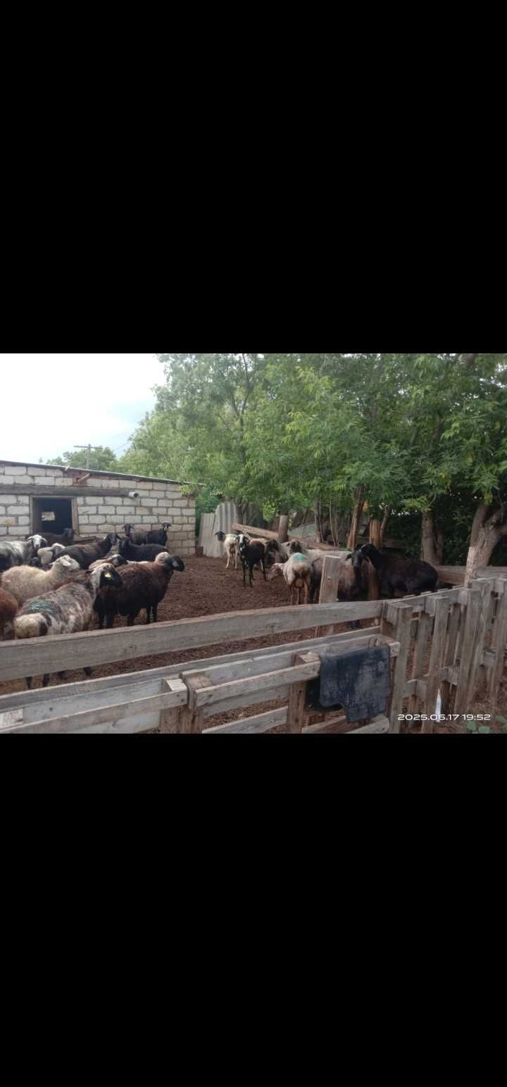 Продам коровы  и теляти
