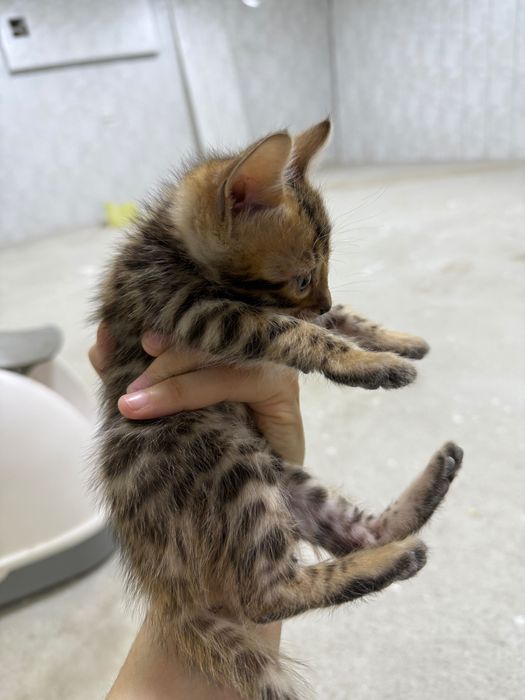 Bengal Ona mushuk va bolalari oʻgʻil qiz bor, bolalari 1,5 oylik