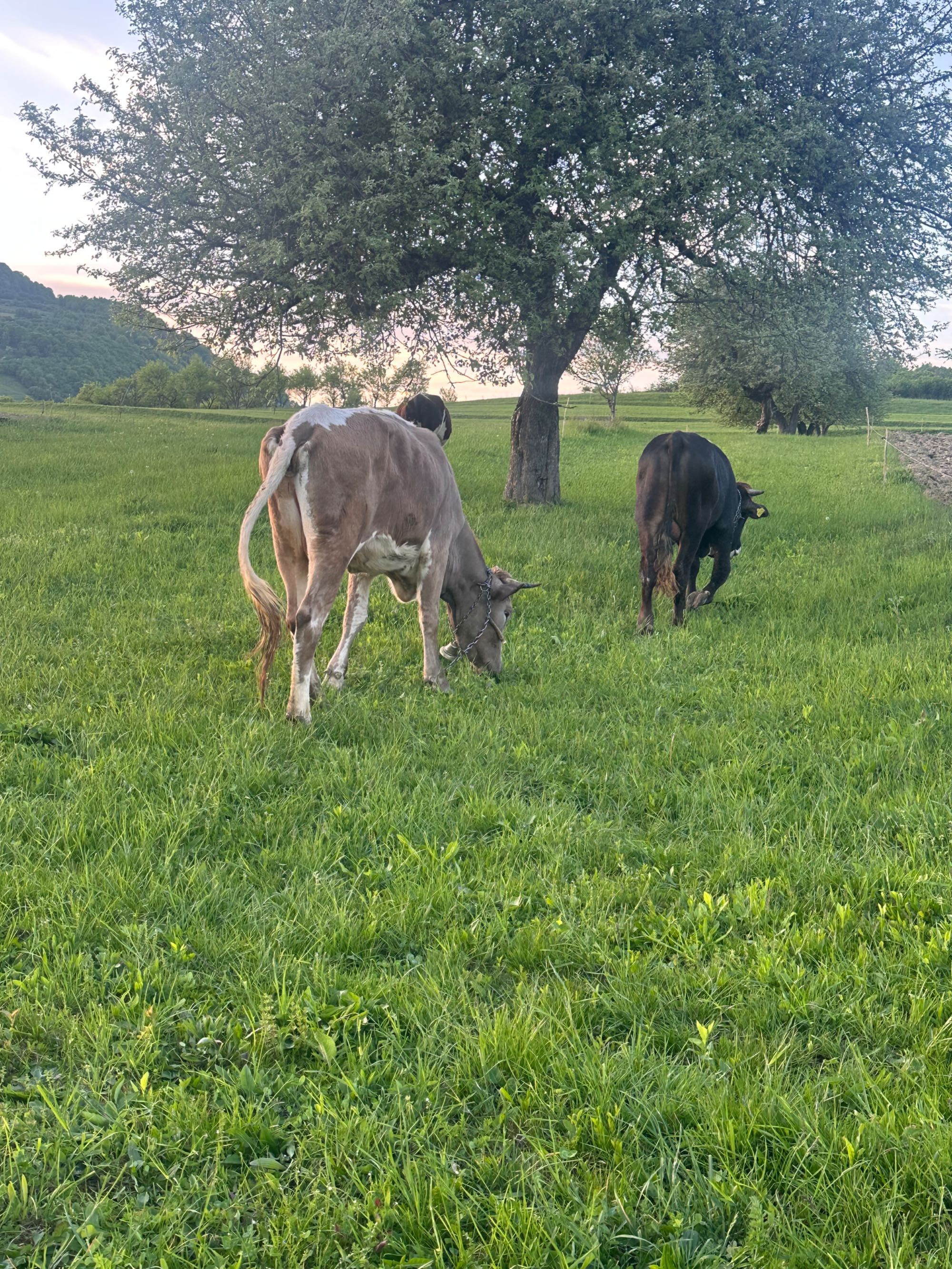 Vaca de 3 ani    Gestantă în 3 luni