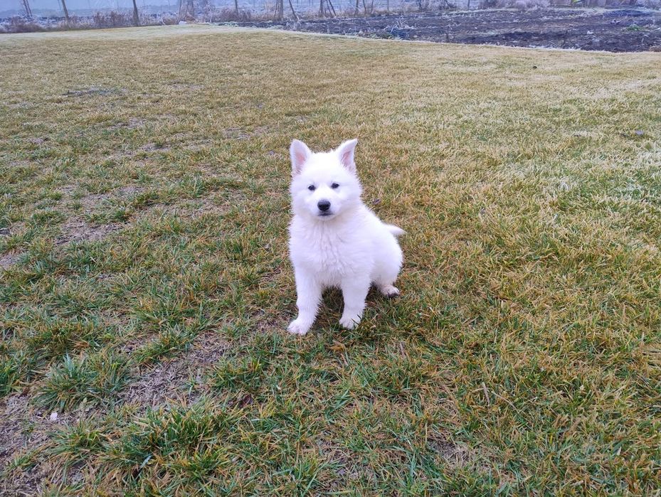 Ciobanesc elvețian (lup alb) - Berger Blanc Suisse