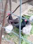 Vând puii de găină rasă Australorp albastru și negru