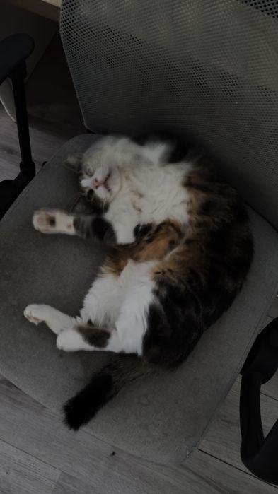 Kiki si Purrinho isi cauta o familie noua