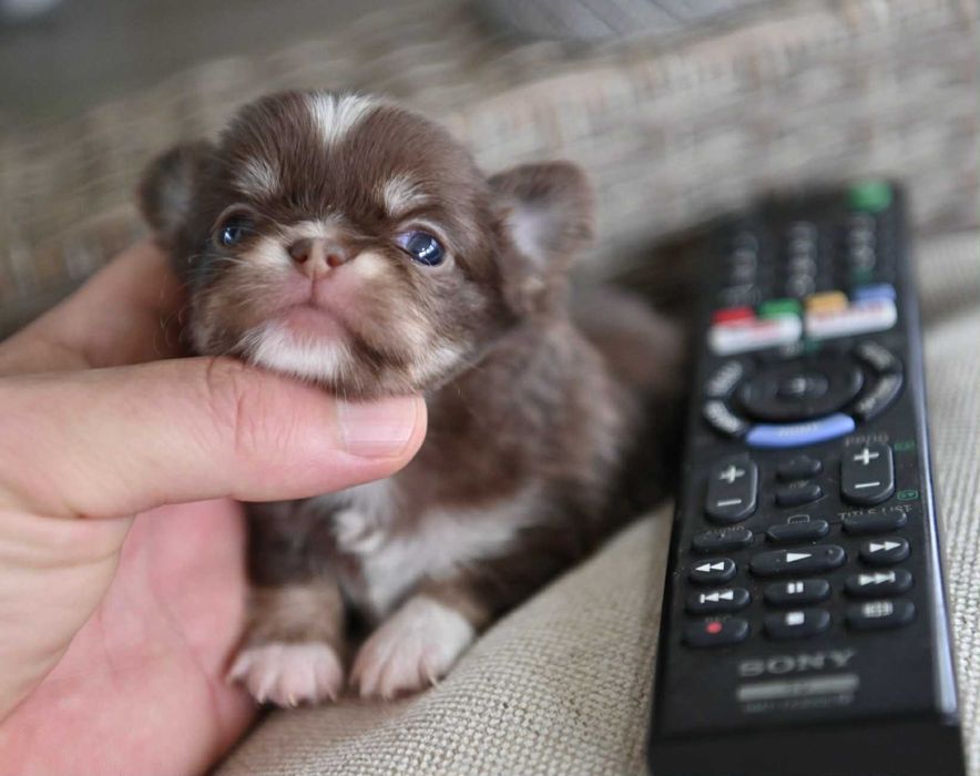 Женско миниатюрно чихуахуа шоколадов тен