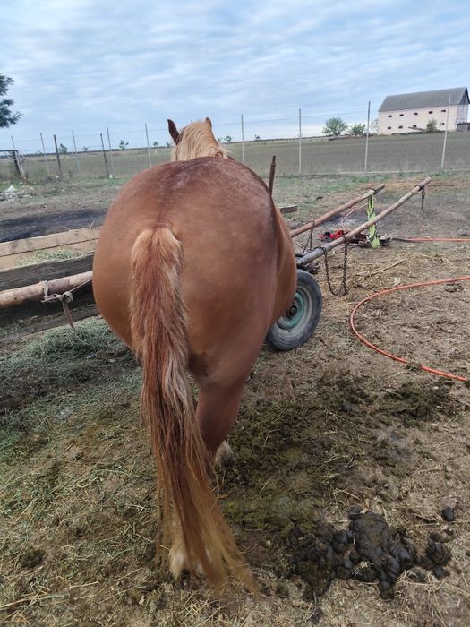 Iapa 5ani buna de Ham