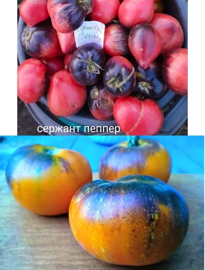 семена сортовых селекционных помидор 300тг 
Обращатьс