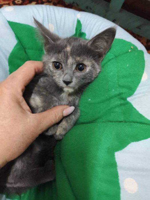 Пристраиваются замечательные котята