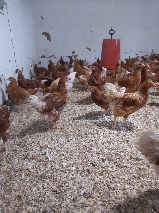 Puicute ouatoare /pui gaina rasa oua / pui albi de carne/găini outoare