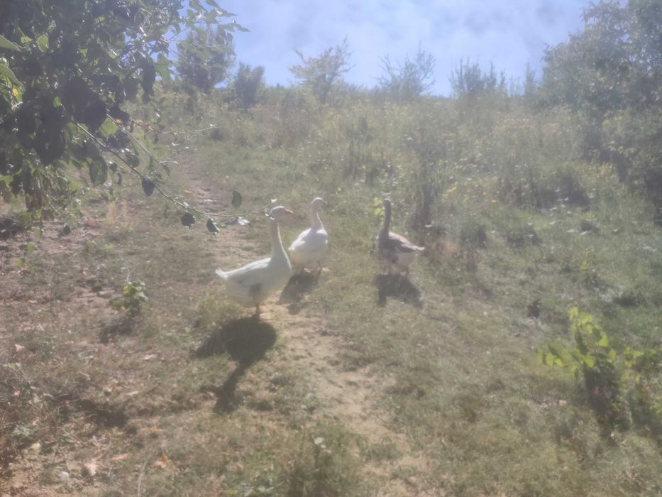Gâște de vânzare sau schimb pe găini