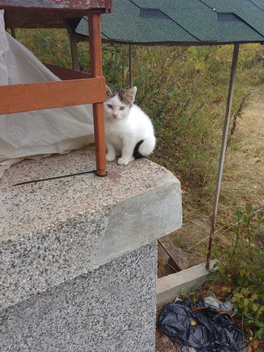 Бездомничета в търсене на дом