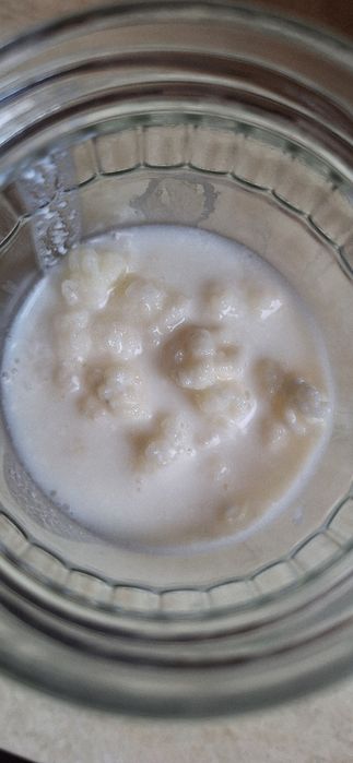 DONEZ ciupercă  Kefir de lapte în HUNEDOARA