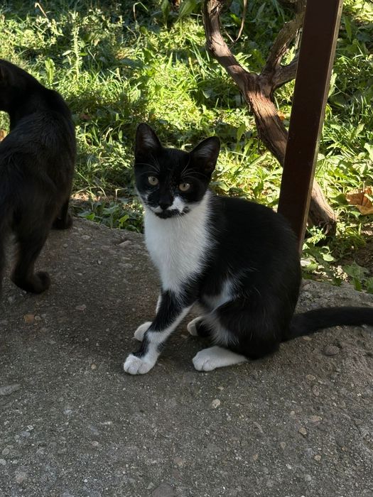 Ofer spre adopție 3 băieți de pisica!