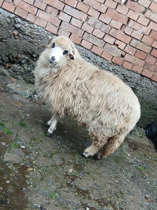 Vand mioara ocheșă