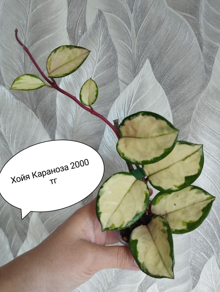 Цветы замиакулькас, эпипремнум, сциндапсус