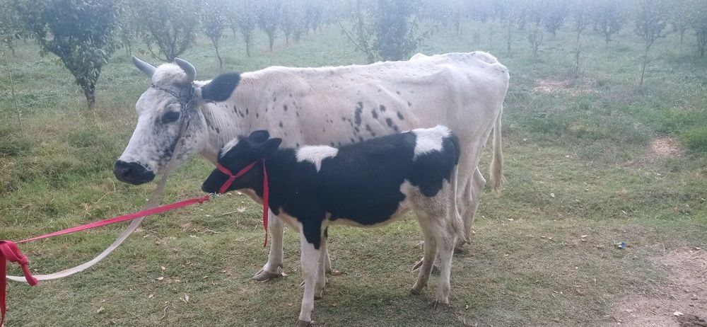 Ona bola sigir sotiladi