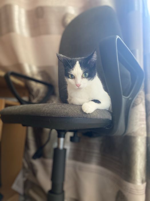 Отдам кошку в добрые руки