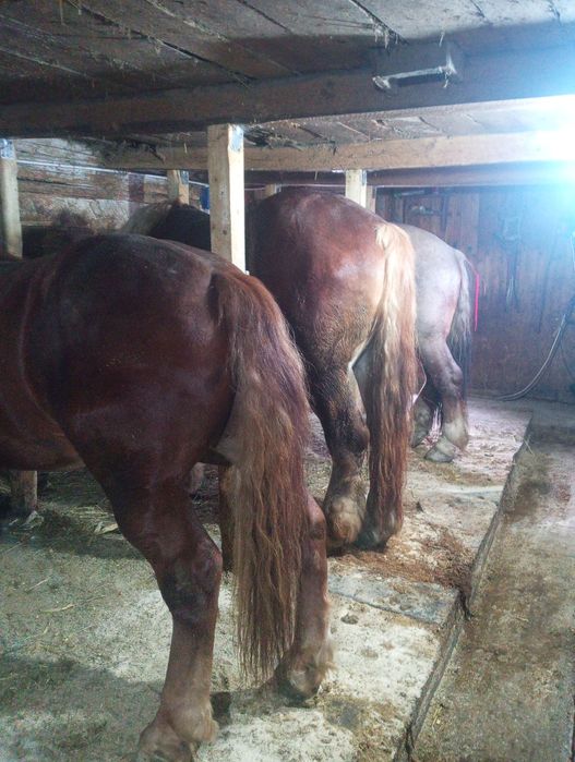 Vând un cal din trei la alegere!