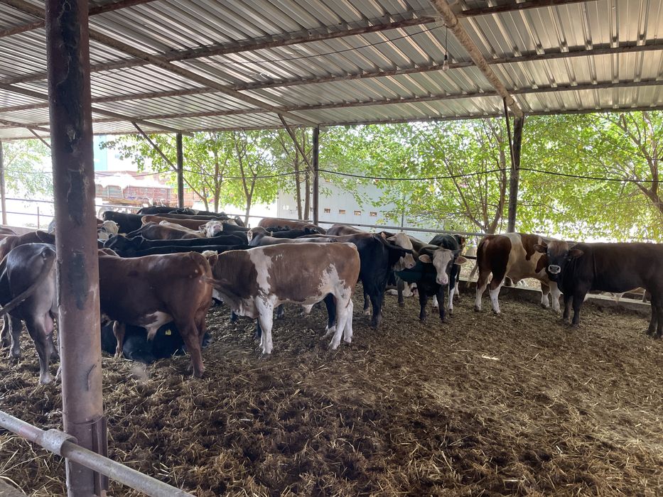 Vand tauri de rasa cu greutatea cuprinsa intre 400 si 550 kg