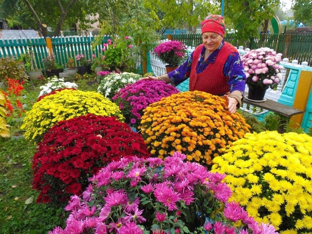 Хризантема глобус