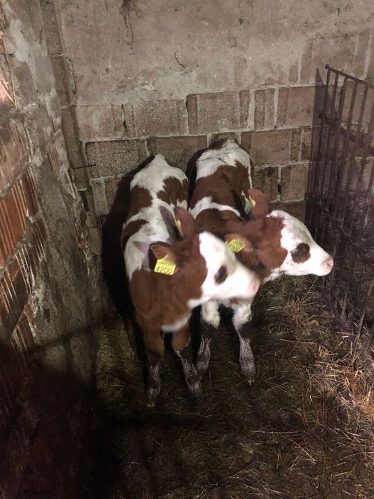 Vand doua vitele de 4 saptamani