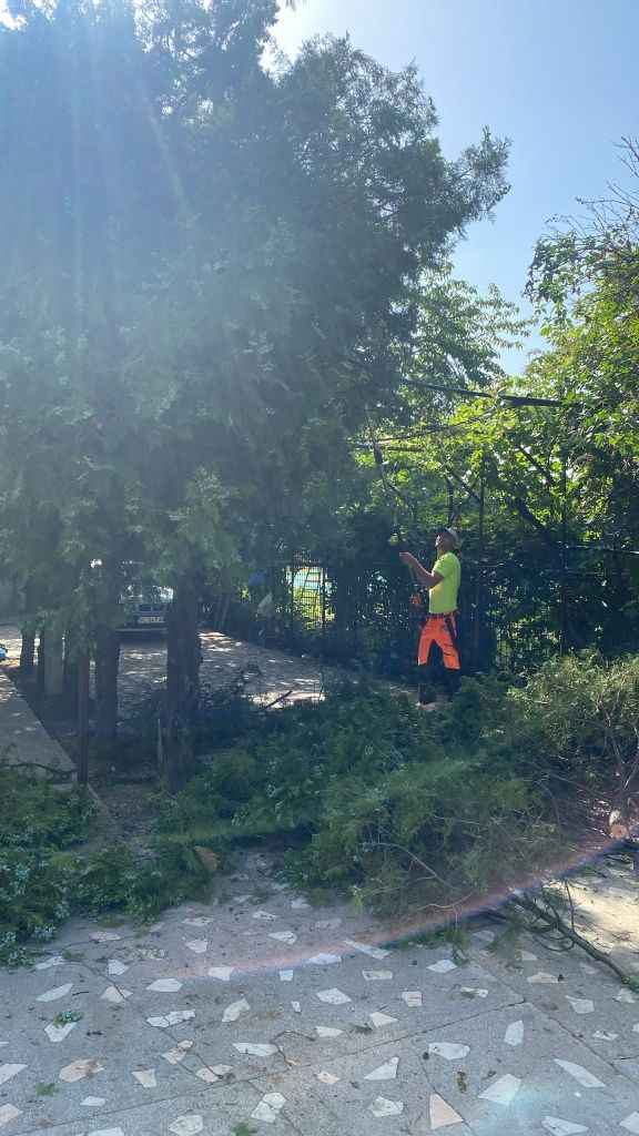 Taiere/Cosmetizare/Fasonare Arbori Ieftin.