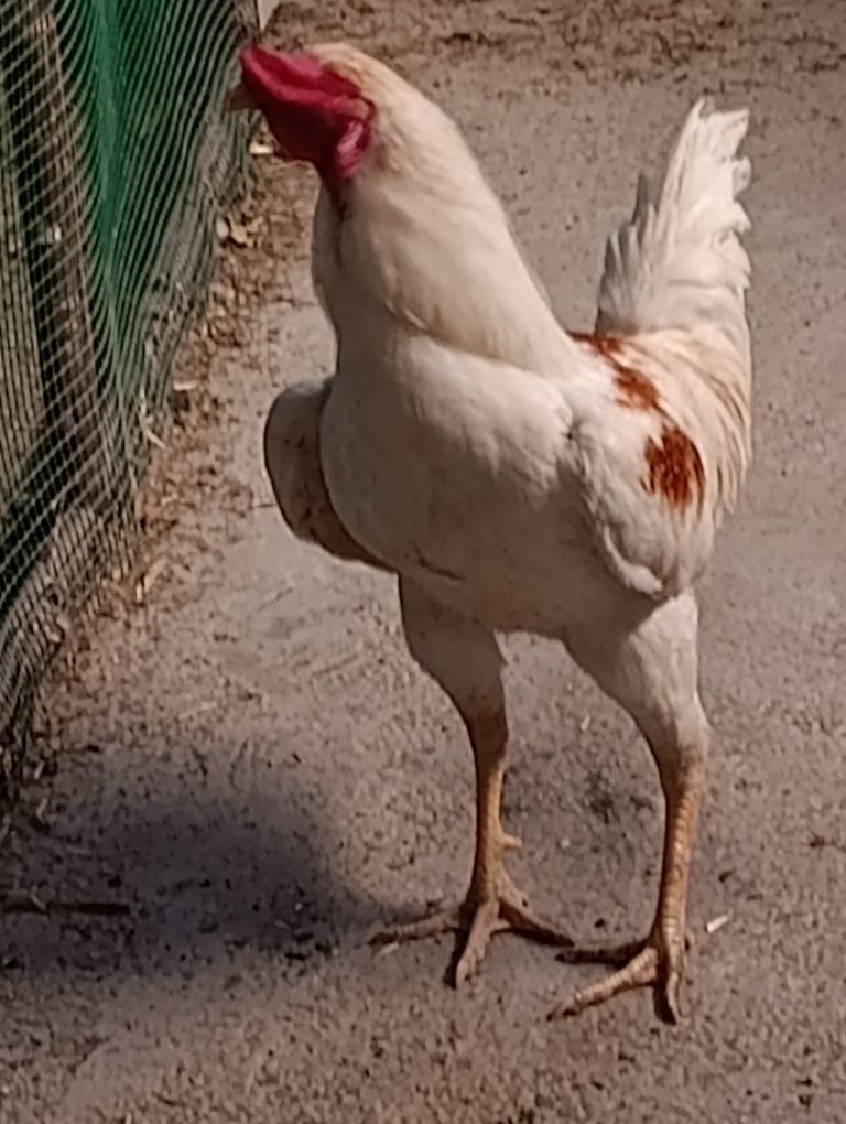 Dakan xo'roz sotiladi.