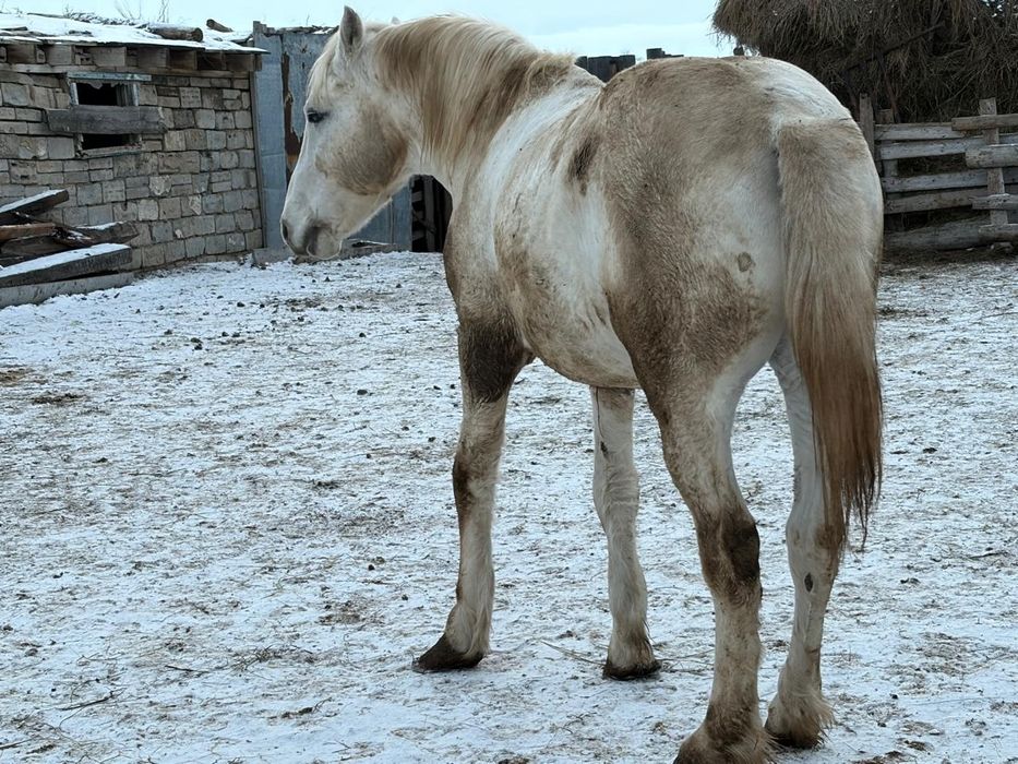 Продам  полтуши конины.