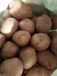 Продам картошку по 150 тенге за килограмм