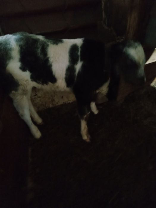 Vând vițel albastru belgian