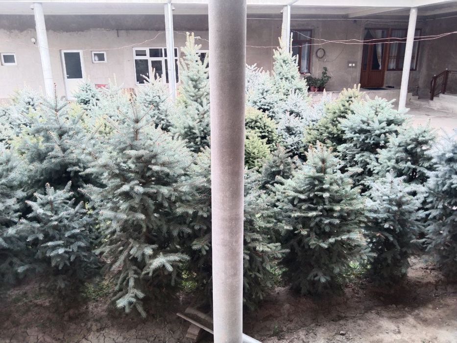Продаються ёлки свои