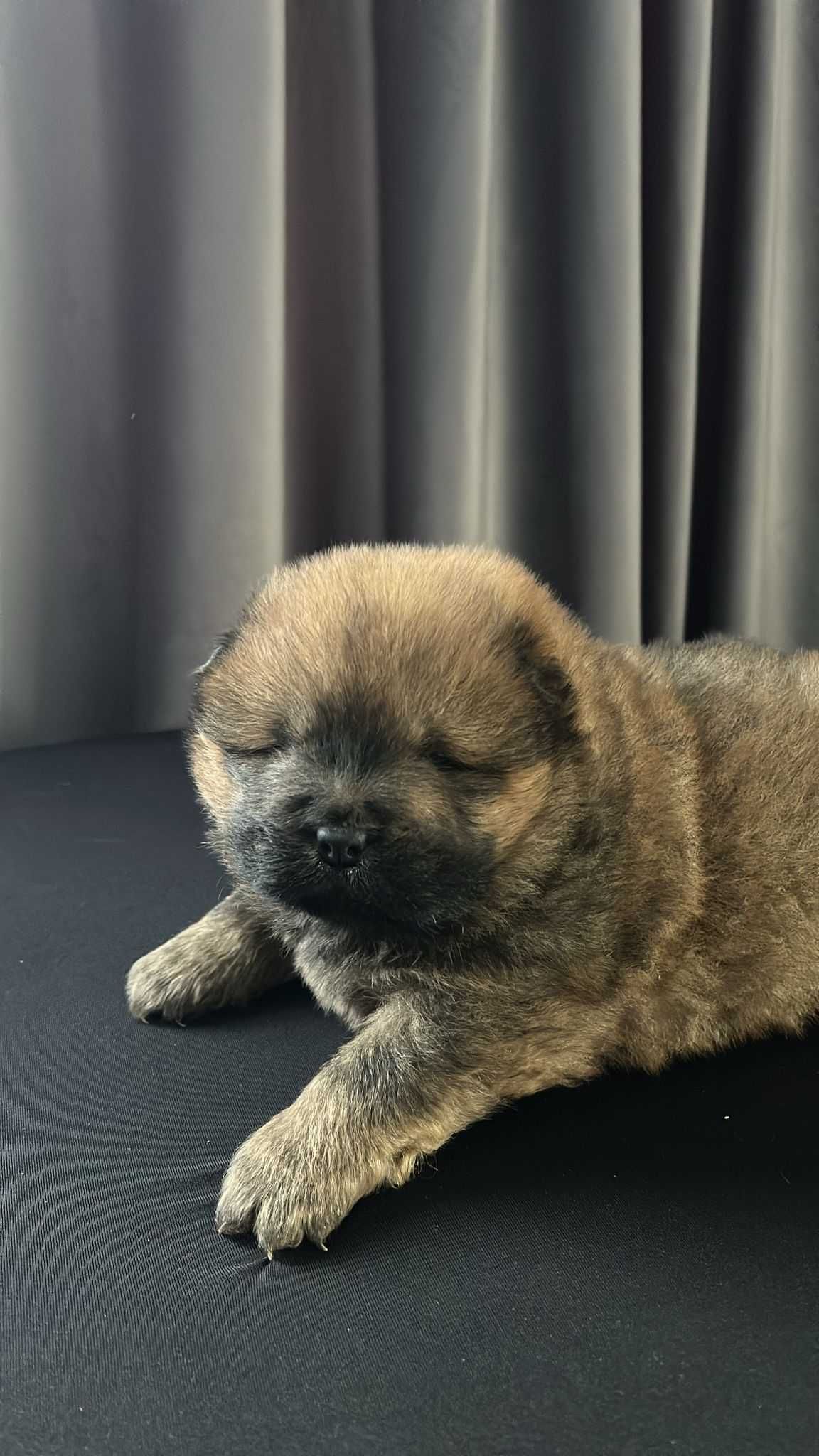 Pui cățel chow chow