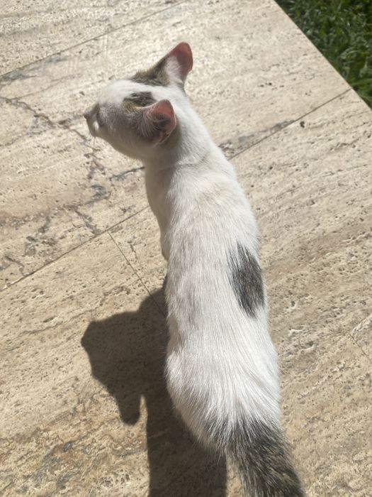 Donez aceasta pisica