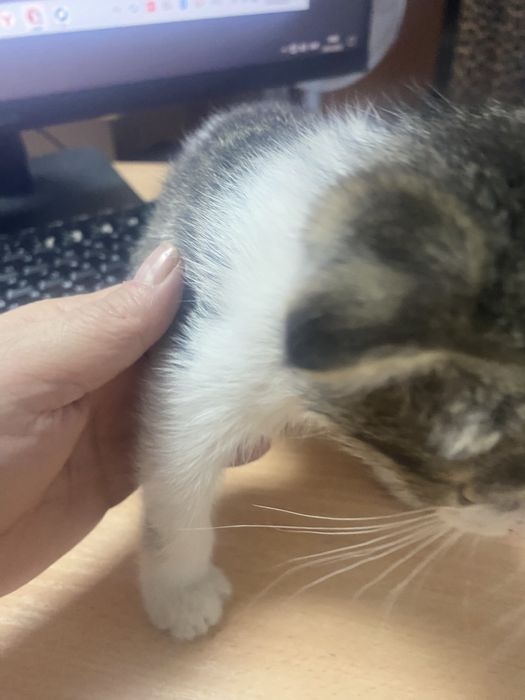 Отдам в добрые руки кошечку