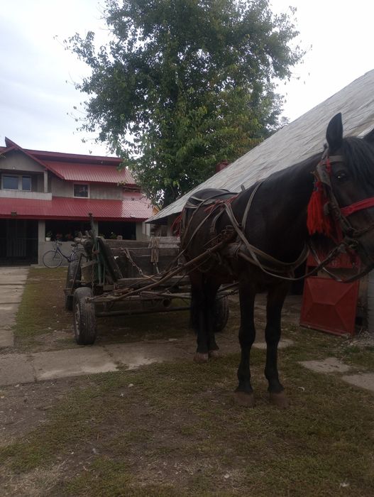 Cal ne castrat an vârstă de 5 ani.8000 lei