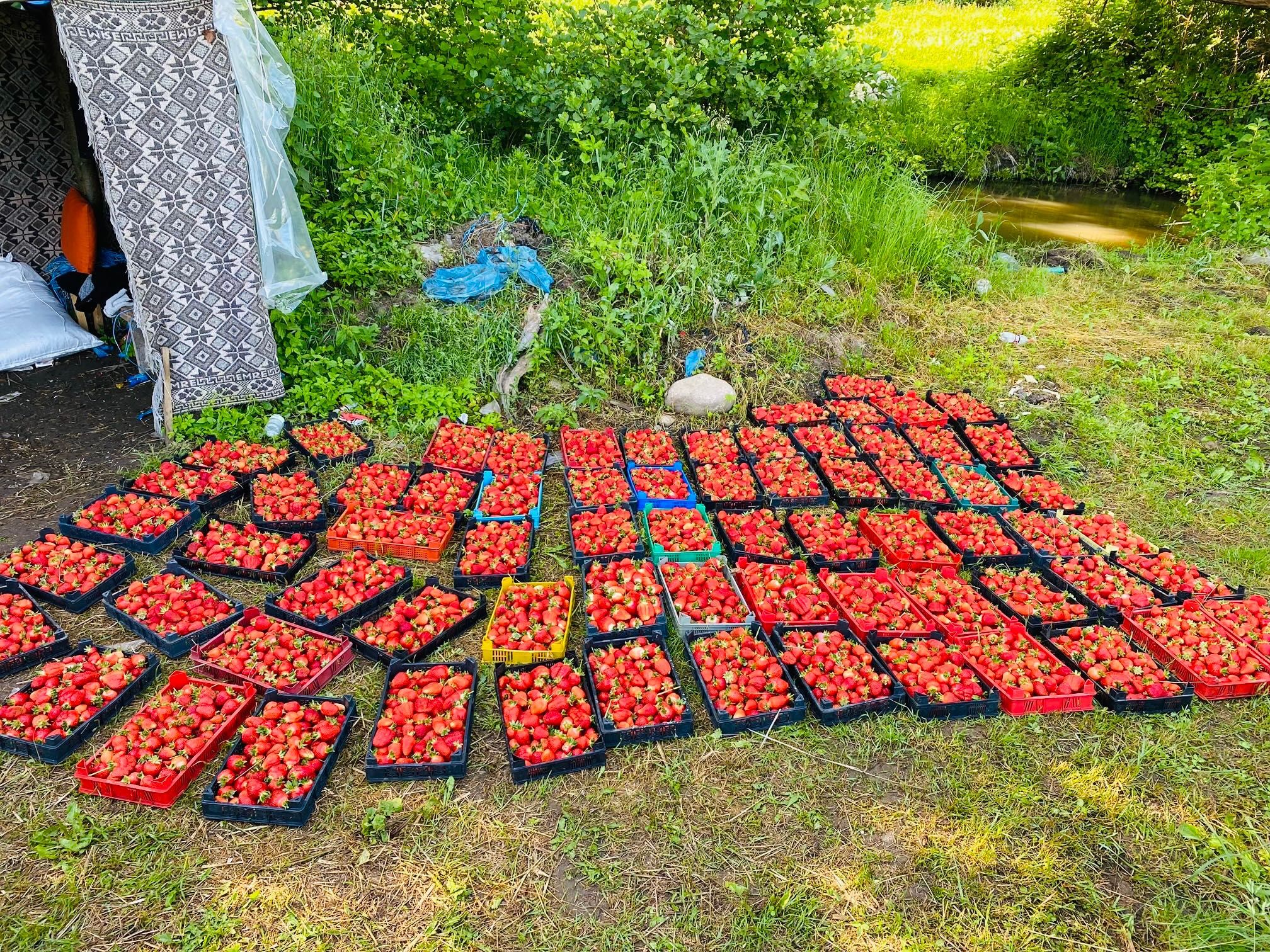 Продавм расът корени. От ягоди и малини