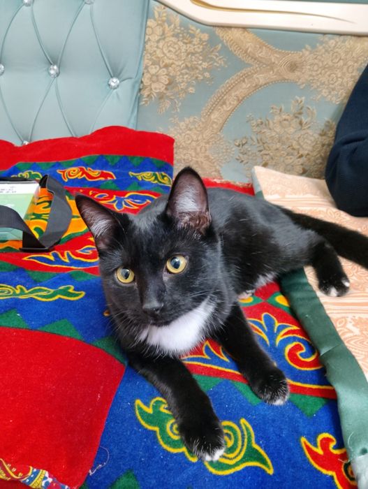 Кот Бесплатно 4 месяца