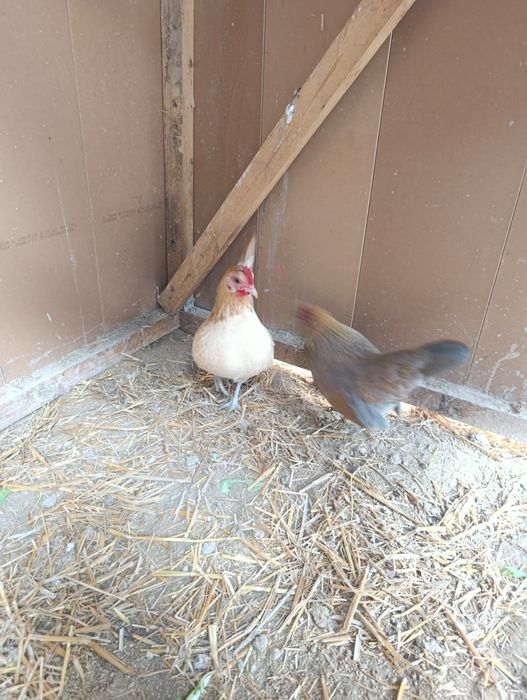 Yapon tovuqlar sotladi 2ta