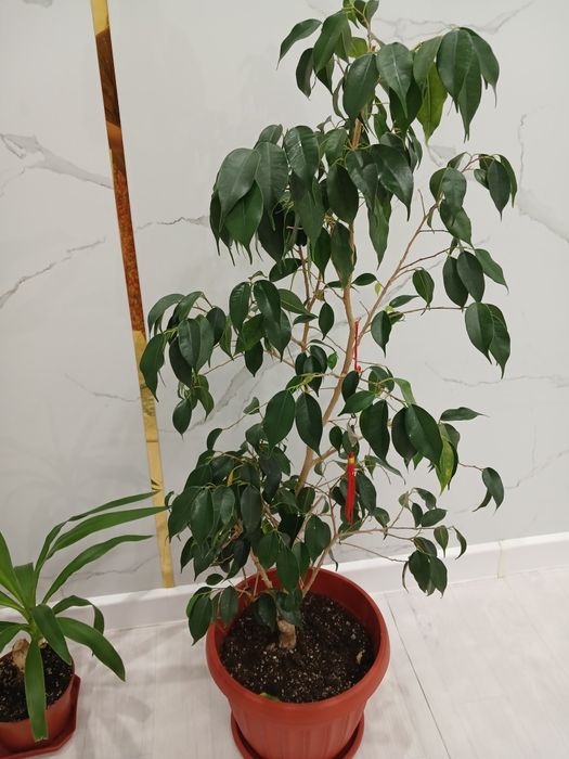 Фикус бенджамин.