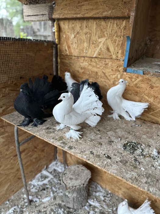 Disponibili porumbei voltati indieni