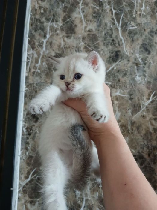 продаю  котят шиншил