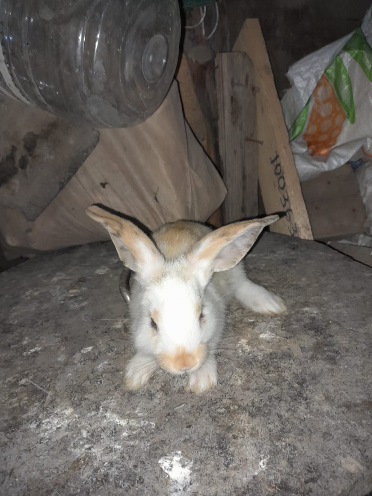 Продам кролики порода Фландор и вилеканы два месяца