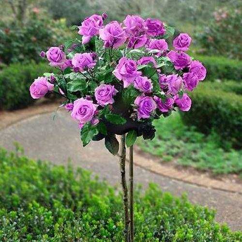 Trandafiri copac inaltime 100-120cm