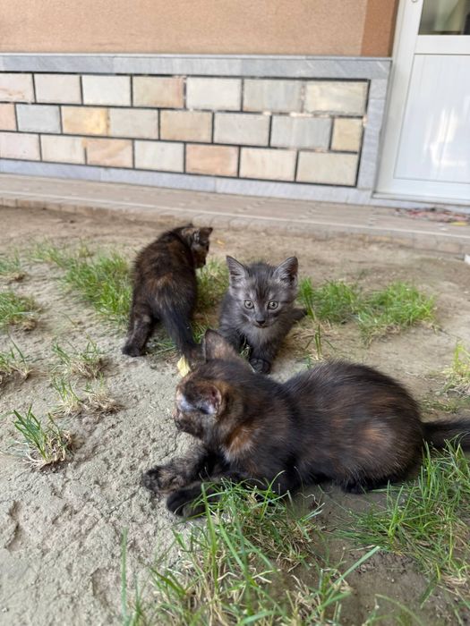 Mushuk 3 ta bor, yaxshi qaraydiganlarga beriladi