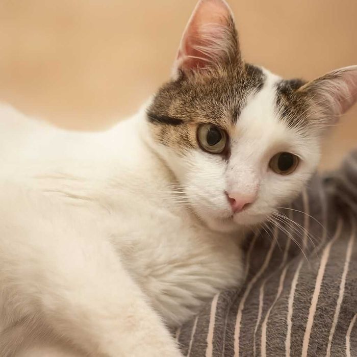 Котка Бела търси дом